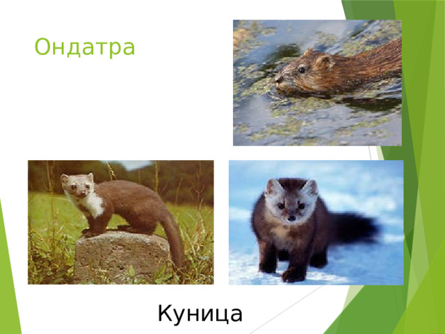 Ондатра Куница 