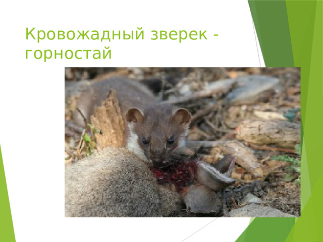 Кровожадный зверек -горностай 