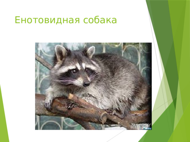 Енотовидная собака 