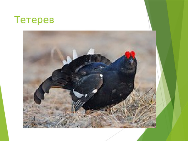 Тетерев 