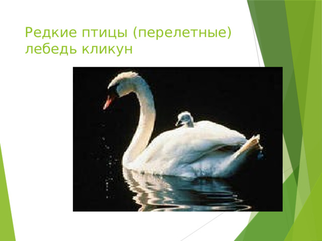 Редкие птицы (перелетные) лебедь кликун 