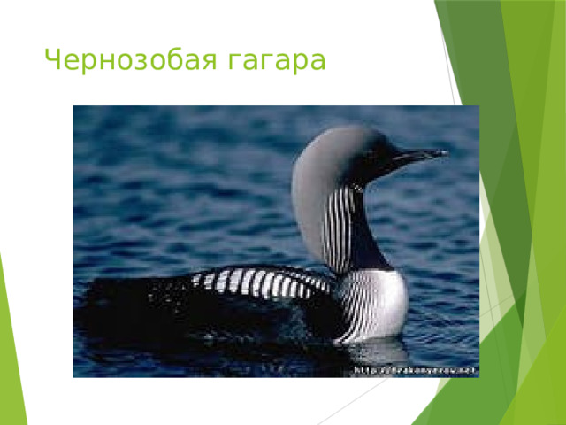 Чернозобая гагара 