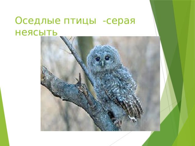 Оседлые птицы -серая неясыть 