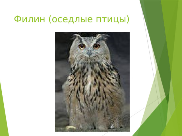 Филин (оседлые птицы) 