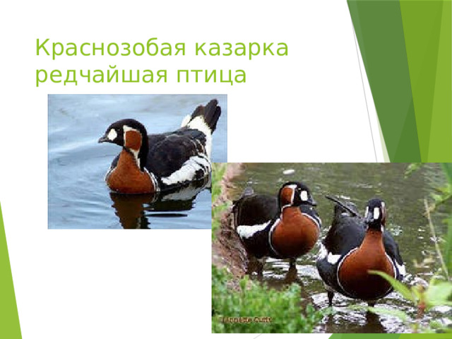 Краснозобая казарка редчайшая птица 