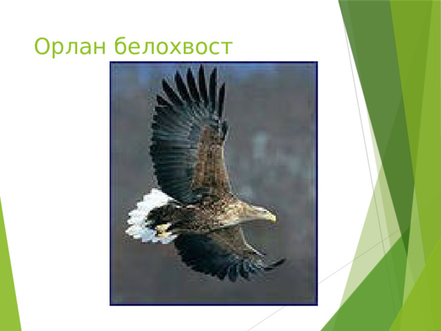 Орлан белохвост 