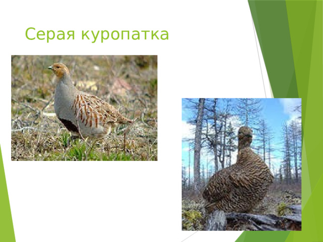 Серая куропатка 