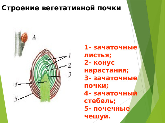 Строение вегетативной почки 1- зачаточные листья; 2- конус нарастания; 3- зачаточные почки; 4- зачаточный стебель; 5- почечные чешуи. 
