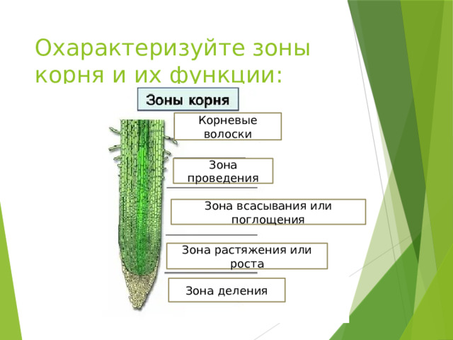 Охарактеризуйте зоны корня и их функции: Корневые волоски Зона проведения Зона всасывания или поглощения Зона растяжения или роста Зона деления 