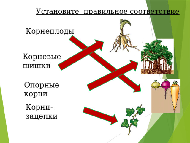 Установите правильное соответствие Корнеплоды Корневые шишки Опорные корни Корни-зацепки 