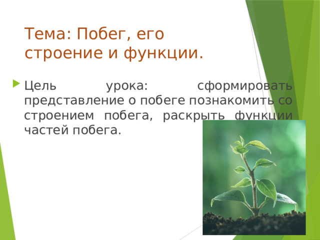 Тема: Побег, его строение и функции. Цель урока: сформировать представление о побеге познакомить со строением побега, рас­крыть функции частей побега. 