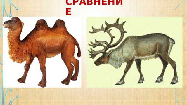 сравнение 