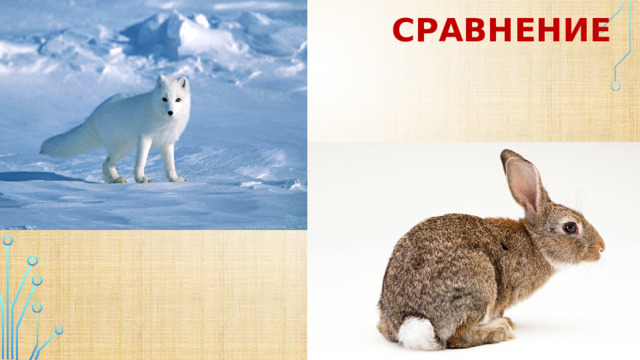 сравнение 
