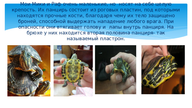    Мои Мики и Раф очень маленькие, но носят на себе целую крепость. Их панцирь состоит из роговых пластин, под которыми находятся прочные кости, благодаря чему их тело защищено броней, способной выдержать нападение любого врага. При опасности они втягивает голову и лапы внутрь панциря. На брюхе у них находится вторая половина панциря- так называемый пластрон.   