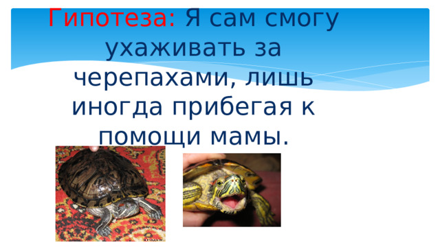   Гипотеза:  Я сам смогу ухаживать за черепахами, лишь иногда прибегая к помощи мамы. 