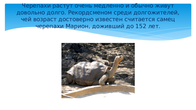  Черепахи растут очень медленно и обычно живут довольно долго. Рекордсменом среди долгожителей, чей возраст достоверно известен считается самец черепахи Марион, доживший до 152 лет.   