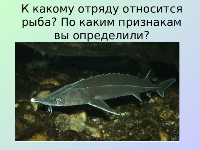К какому отряду относится рыба? По каким признакам вы определили?