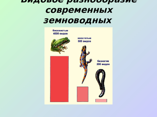 Видовое разнообразие современных земноводных