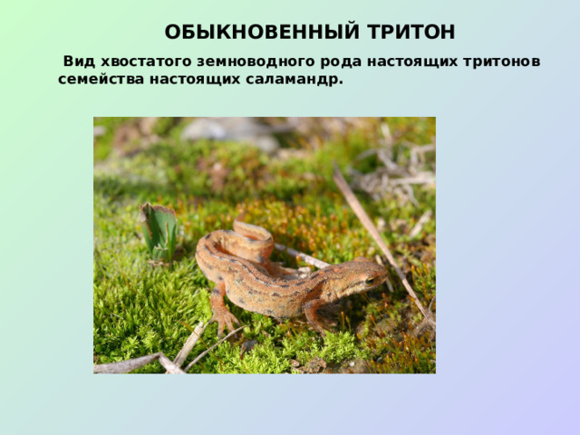 ОБЫКНОВЕННЫЙ ТРИТОН  Вид хвостатого земноводного рода настоящих тритонов семейства настоящих саламандр.