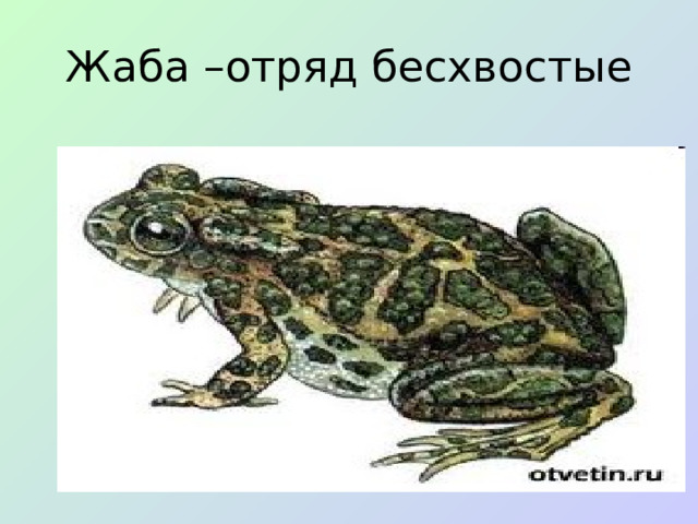 Жаба –отряд бесхвостые