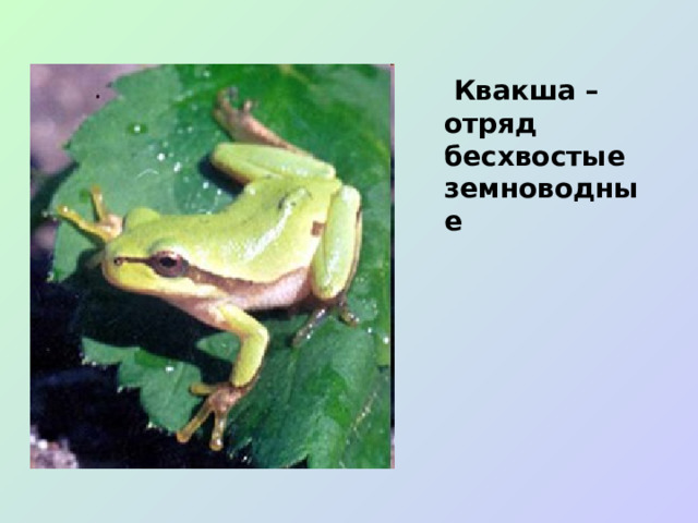 Квакша – отряд бесхвостые земноводные