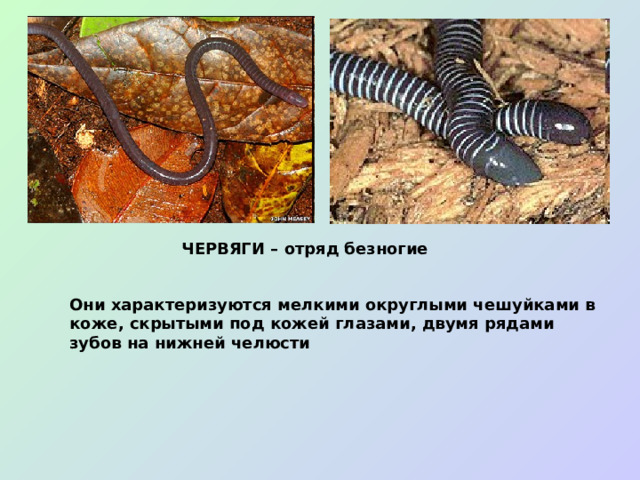 ЧЕРВЯГИ – отряд безногие Они характеризуются мелкими округлыми чешуйками в коже, скрытыми под кожей глазами, двумя рядами зубов на нижней челюсти