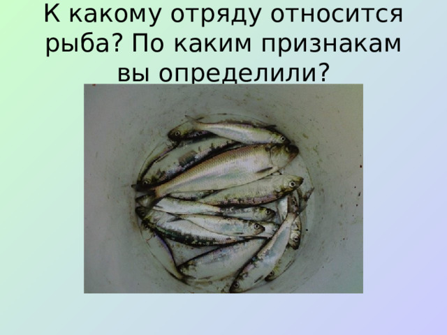 К какому отряду относится рыба? По каким признакам вы определили?