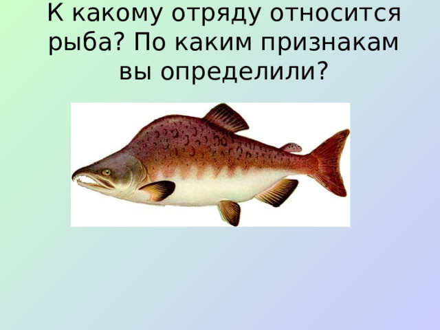 К какому отряду относится рыба? По каким признакам вы определили?