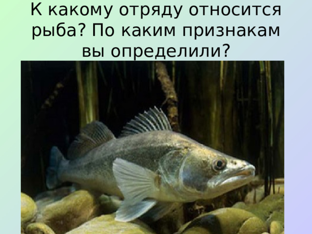 К какому отряду относится рыба? По каким признакам вы определили?