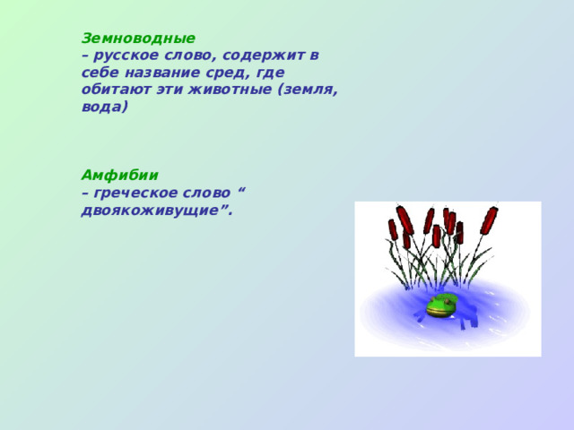 Земноводные – русское слово, содержит в себе название сред, где обитают эти животные (земля, вода)  Амфибии – греческое слово “ двоякоживущие”.