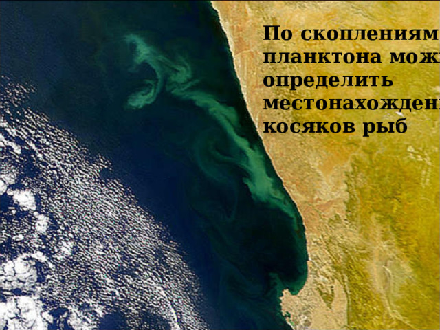 По скоплениям планктона можно определить местонахождение косяков рыб