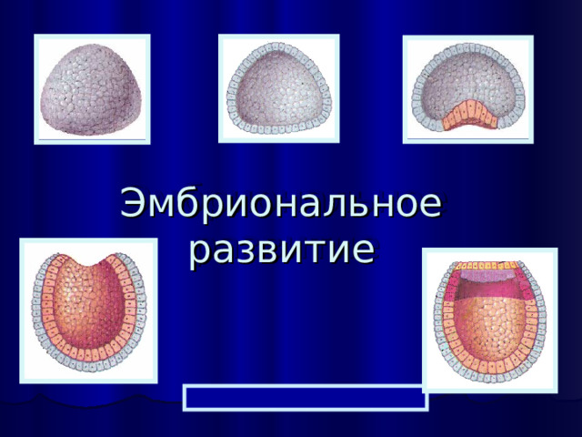 Эмбриональное развитие 