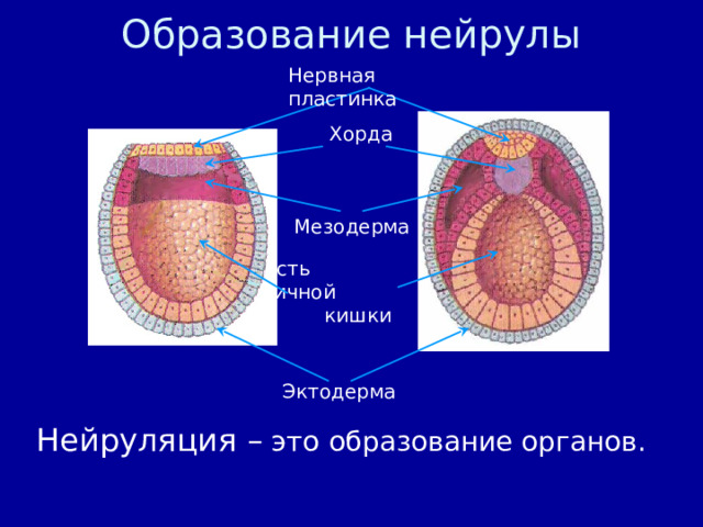 Образование нейрулы Нервная пластинка  Хорда Мезодерма Полость первичной кишки Эктодерма Нейруляция – это  образование органов. 