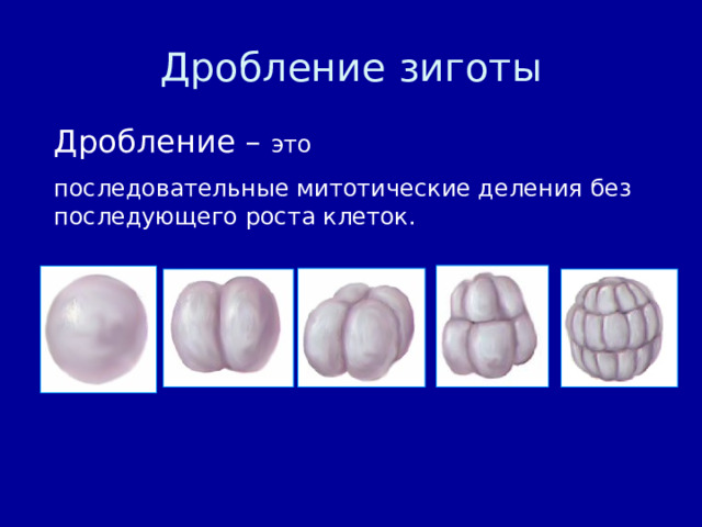 Дробление зиготы Дробление – это последовательные митотические деления без последующего роста клеток. 