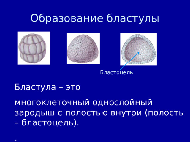 Образование бластулы Бластоцель Бластула – это многоклеточный однослойный зародыш с полостью внутри (полость – бластоцель). . 