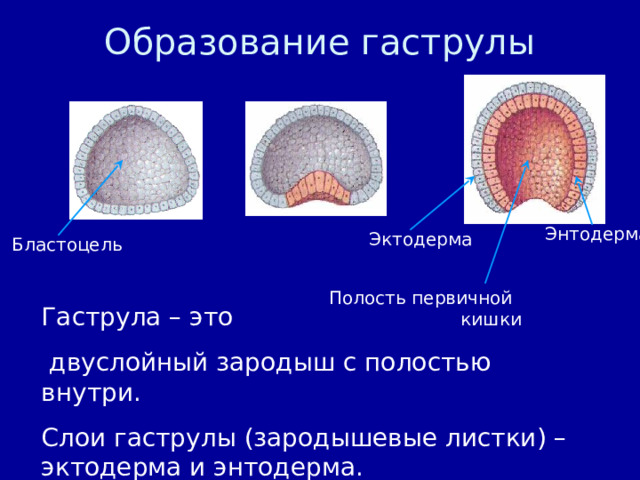 Образование гаструлы Энтодерма Эктодерма Бластоцель Полость первичной кишки Гаструла – это  двуслойный зародыш с полостью внутри. Слои гаструлы (зародышевые листки) – эктодерма и энтодерма. 
