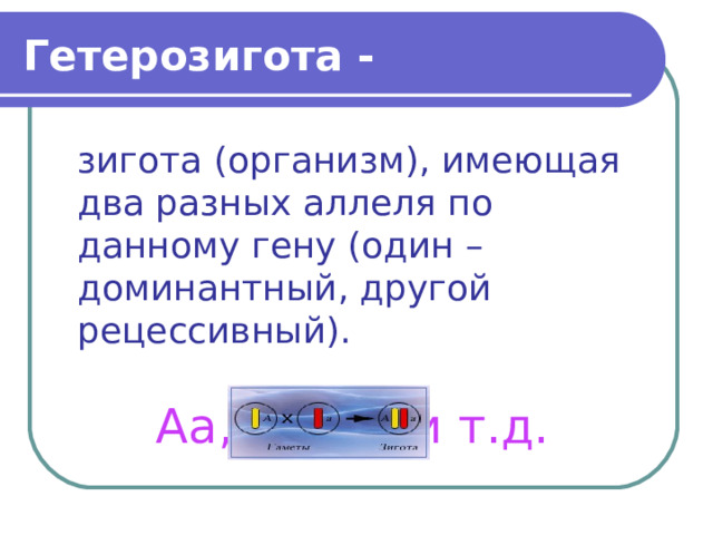 Гетерозигота - зигота (организм), имеющая два разных аллеля по данному гену (один – доминантный, другой рецессивный). Аа, В b , Сс и т.д. 