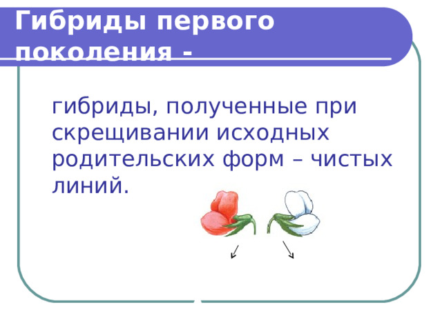 Гибриды первого поколения - гибриды, полученные при скрещивании исходных родительских форм – чистых линий.  Аа Аа 