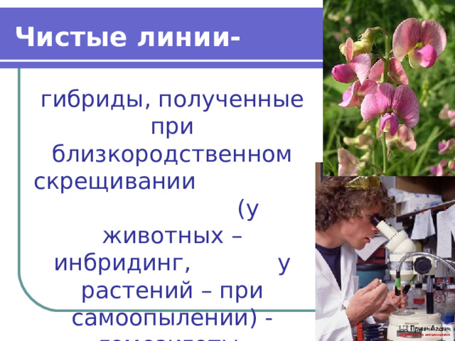 Чистые линии- гибриды, полученные при близкородственном скрещивании (у животных – инбридинг, у растений – при самоопылении) - гомозиготы. 