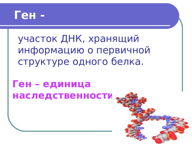  Ген - участок ДНК, хранящий информацию о первичной структуре одного белка. Ген – единица наследственности. 