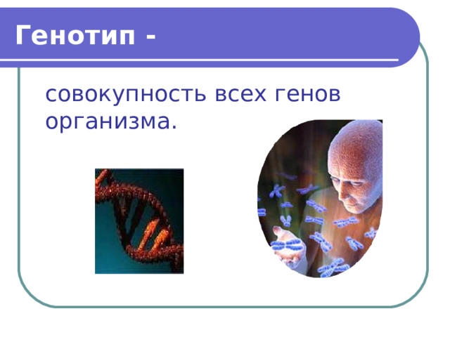 Генотип - совокупность всех генов организма. 