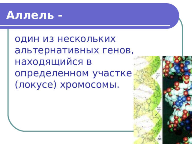 Аллель - один из нескольких альтернативных генов, находящийся в определенном участке (локусе) хромосомы. 