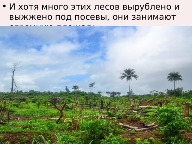 И хотя много этих лесов вырублено и выжжено под посевы, они занимают огромную площадь. 