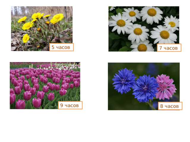 5 часов 7 часов 9 часов 8 часов
