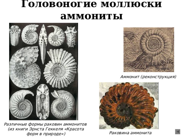 Головоногие моллюски аммониты Аммонит (реконструкция) Различные формы раковин аммонитов (из книги Эрнста Геккеля «Красота форм в природе») Раковина аммонита 