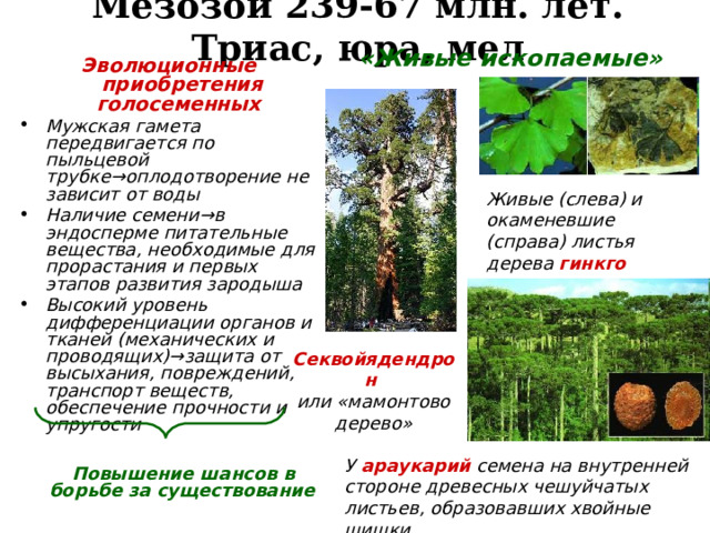 Мезозой 239-67 млн. лет. Триас, юра, мел «Живые ископаемые» Эволюционные приобретения голосеменных Мужская гамета передвигается по пыльцевой трубке →оплодотворение не зависит от воды Наличие семени →в эндосперме питательные вещества, необходимые для прорастания и первых этапов развития зародыша Высокий уровень дифференциации органов и тканей (механических и проводящих)→защита от высыхания, повреждений, транспорт веществ, обеспечение прочности и упругости   Повышение шансов в борьбе за существование  Живые (слева) и окаменевшие (справа) листья дерева гинкго Секвойядендрон или «мамонтово дерево» У араукарий семена на внутренней стороне древесных чешуйчатых листьев, образовавших хвойные шишки 