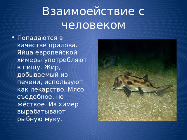 Взаимоействие с человеком Попадаются в качестве прилова. Яйца европейской химеры употребляют в пищу. Жир, добываемый из печени, используют как лекарство. Мясо съедобное, но жёсткое. Из химер вырабатывают рыбную муку. 