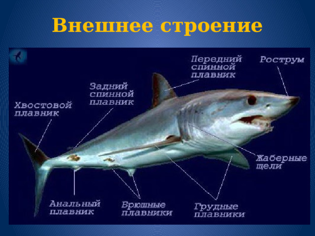 Внешнее строение 