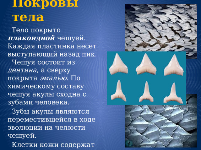 Покровы тела  Тело покрыто плакоидной чешуей. Каждая пластинка несет выступающий назад пик. Чешуя состоит из дентина , а сверху покрыта эмалью . По химическому составу чешуя акулы сходна с зубами человека.  Зубы акулы являются переместившейся в ходе эволюции на челюсти чешуей.  Клетки кожи содержат большое количество железистых клеток , вырабатывающих слизь . 