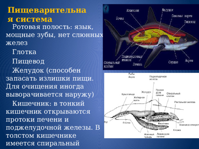 Пищеварительная система  Ротовая полость: язык, мощные зубы, нет слюнных желез  Глотка  Пищевод  Желудок (способен запасать излишки пищи. Для очищения иногда выворачивается наружу)  Кишечник: в тонкий кишечник открываются протоки печени и поджелудочной железы. В толстом кишечнике имеется спиральный клапан для лучшего усвоения пищи.  Анальное отверстие 